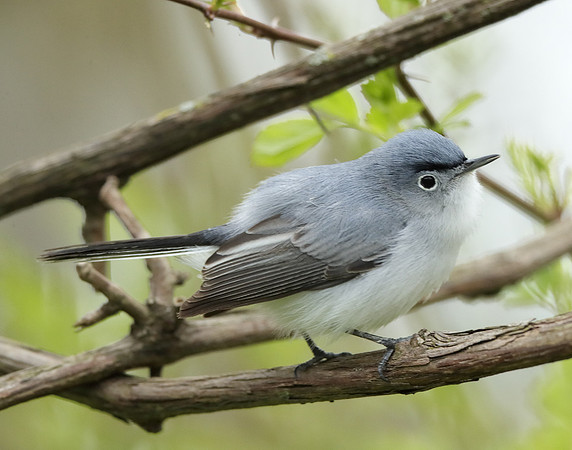 Blue-gray Gnatcatcher Polioptila caerulea