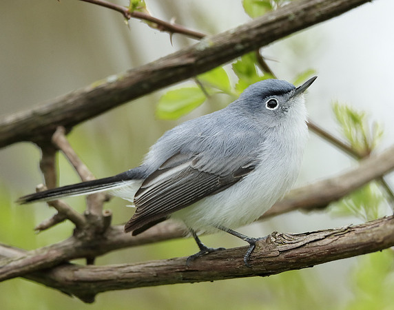 Blue-gray Gnatcatcher Polioptila caerulea