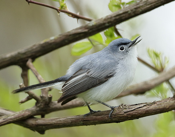 Blue-gray Gnatcatcher Polioptila caerulea