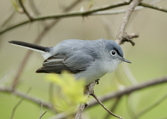 Blue-gray Gnatcatcher Polioptila caerulea