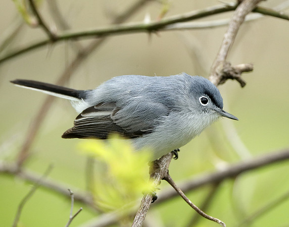 Blue-gray Gnatcatcher Polioptila caerulea