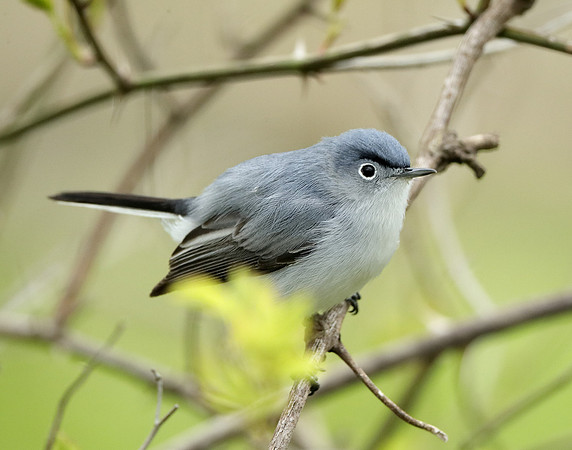 Blue-gray Gnatcatcher Polioptila caerulea