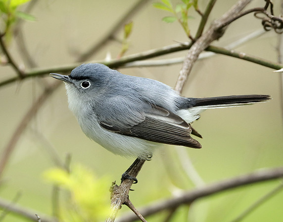 Blue-gray Gnatcatcher Polioptila caerulea