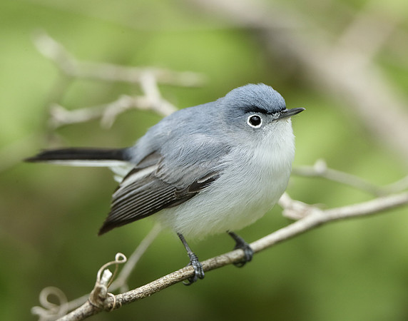 Blue-gray Gnatcatcher Polioptila caerulea