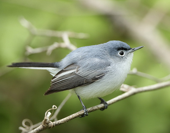 Blue-gray Gnatcatcher Polioptila caerulea
