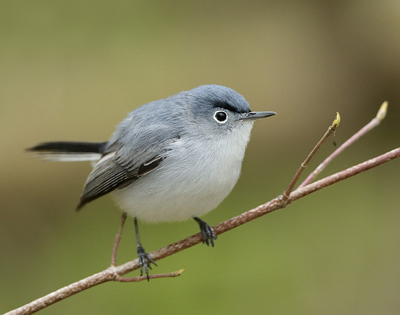 Blue-gray Gnatcatcher Polioptila caerulea