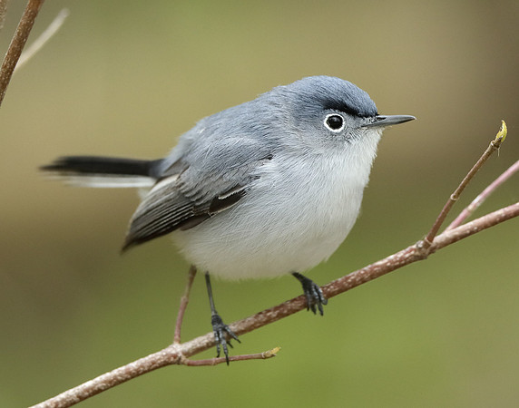 Blue-gray Gnatcatcher Polioptila caerulea