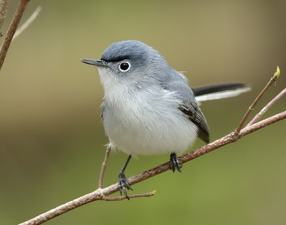 Blue-gray Gnatcatcher Polioptila caerulea