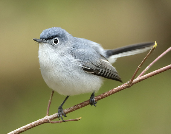Blue-gray Gnatcatcher Polioptila caerulea