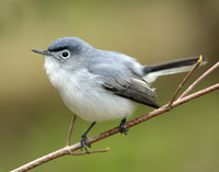 Blue-gray Gnatcatcher Polioptila caerulea