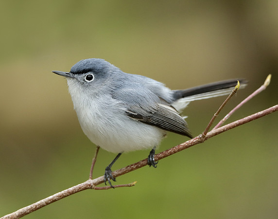 Blue-gray Gnatcatcher Polioptila caerulea