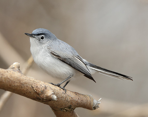 Blue-gray Gnatcatcher Polioptila caerulea