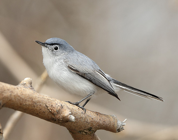 Blue-gray Gnatcatcher Polioptila caerulea
