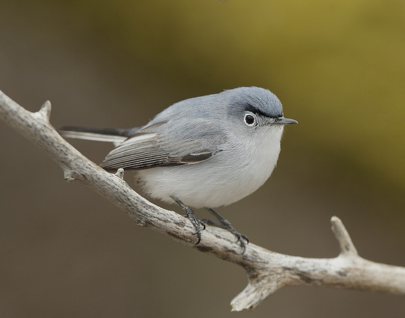 Blue-gray Gnatcatcher Polioptila caerulea