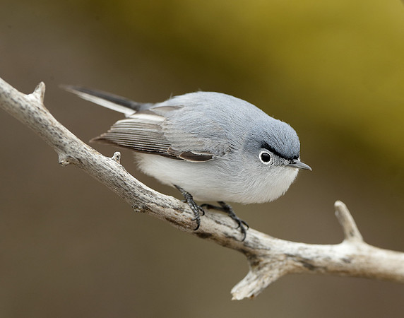 Blue-gray Gnatcatcher Polioptila caerulea