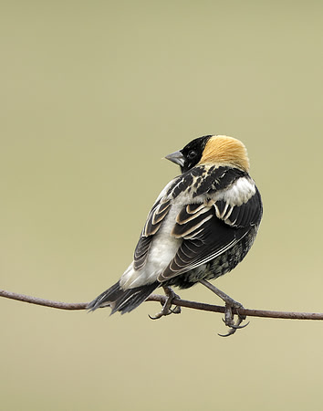 Bobolink Dolichonyx oryzivorus