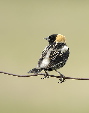 Bobolink Dolichonyx oryzivorus