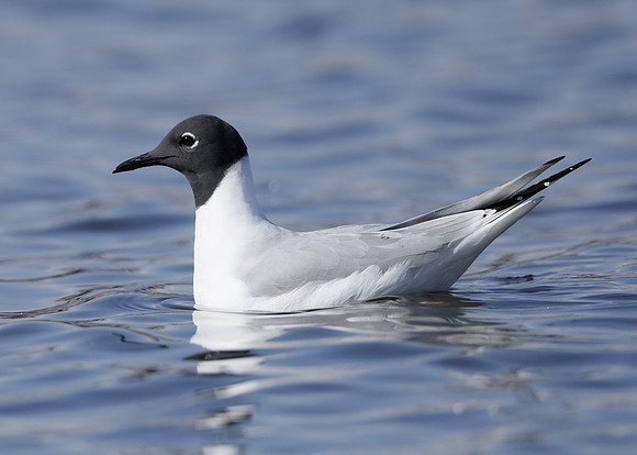 Bonaparte's Gull Chroicocephalus philadelphia