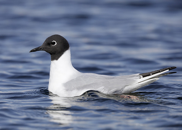 Bonaparte's Gull Chroicocephalus philadelphia