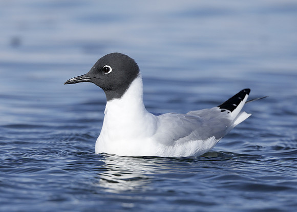 Bonaparte's Gull Chroicocephalus philadelphia