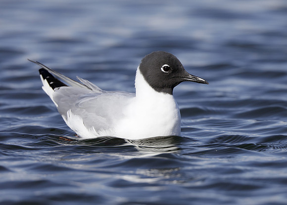 Bonaparte's Gull Chroicocephalus philadelphia
