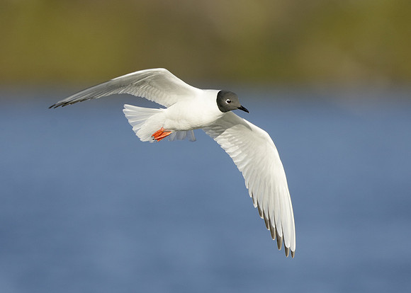 Bonaparte's Gull Chroicocephalus philadelphia