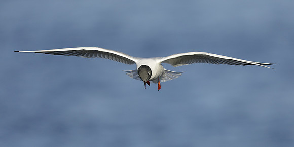 Bonaparte's Gull Chroicocephalus philadelphia