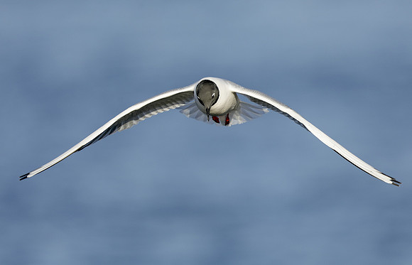 Bonaparte's Gull Chroicocephalus philadelphia