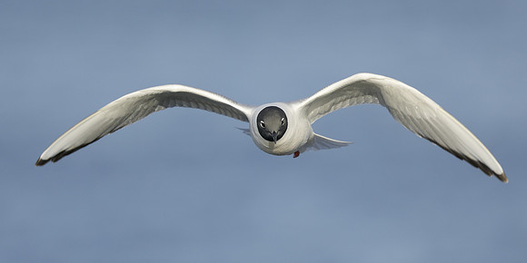 Bonaparte's Gull Chroicocephalus philadelphia