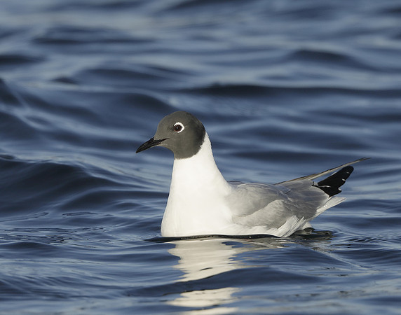 Bonaparte's Gull Chroicocephalus philadelphia