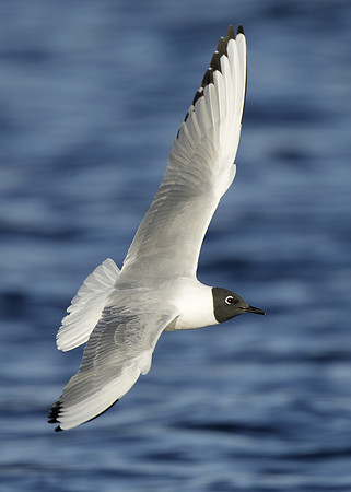 Bonaparte's Gull Chroicocephalus philadelphia