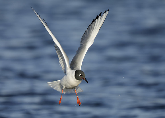 Bonaparte's Gull Chroicocephalus philadelphia