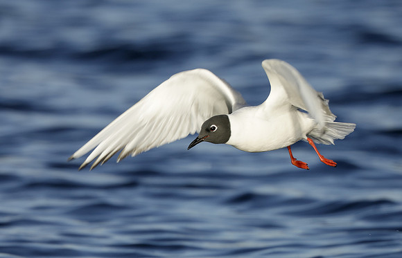 Bonaparte's Gull Chroicocephalus philadelphia