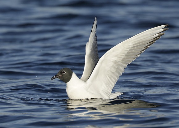 Bonaparte's Gull Chroicocephalus philadelphia