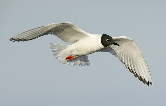 Bonaparte's Gull Chroicocephalus philadelphia