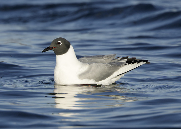 Bonaparte's Gull Chroicocephalus philadelphia