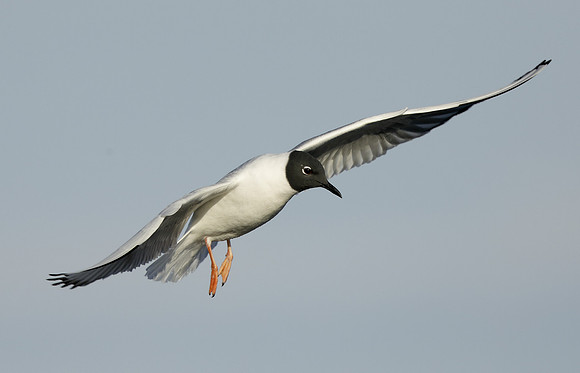 Bonaparte's Gull Chroicocephalus philadelphia