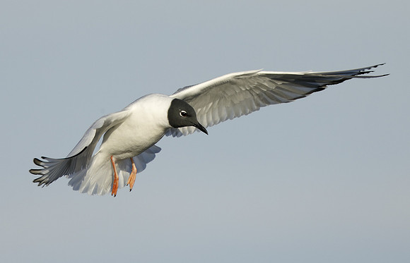 Bonaparte's Gull Chroicocephalus philadelphia