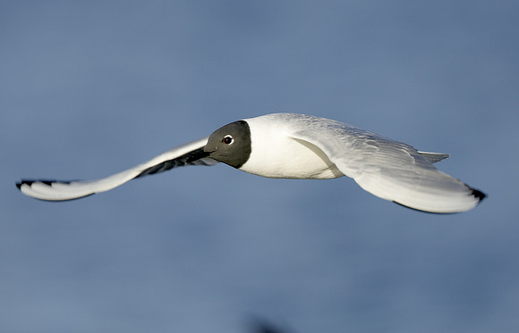 Bonaparte's Gull Chroicocephalus philadelphia