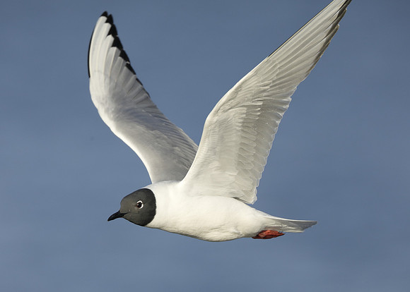 Bonaparte's Gull Chroicocephalus philadelphia