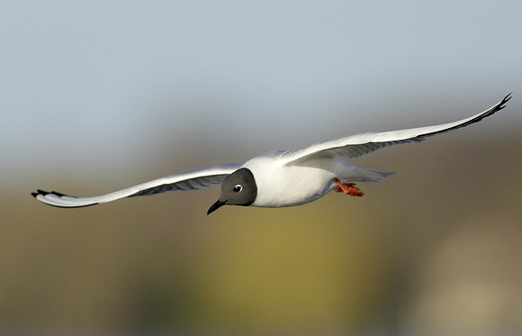 Bonaparte's Gull Chroicocephalus philadelphia