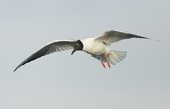 Bonaparte's Gull Chroicocephalus philadelphia