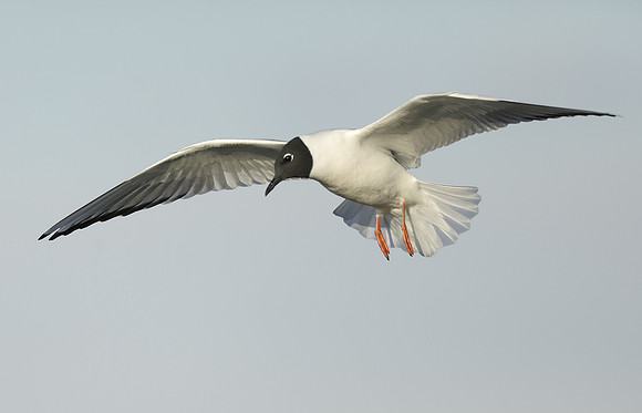 Bonaparte's Gull Chroicocephalus philadelphia