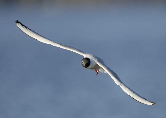 Bonaparte's Gull Chroicocephalus philadelphia