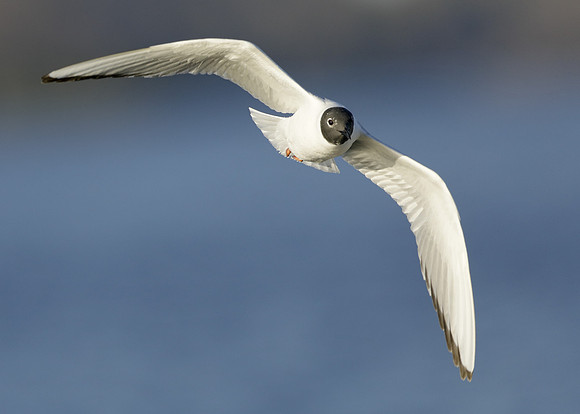 Bonaparte's Gull Chroicocephalus philadelphia