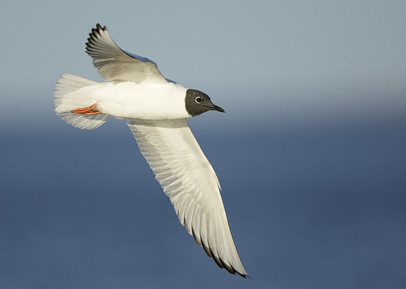 Bonaparte's Gull Chroicocephalus philadelphia