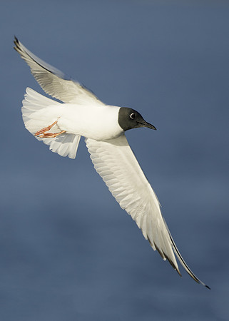 Bonaparte's Gull Chroicocephalus philadelphia