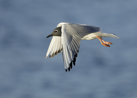 Bonaparte's Gull Chroicocephalus philadelphia