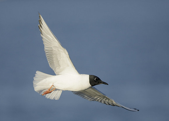 Bonaparte's Gull Chroicocephalus philadelphia