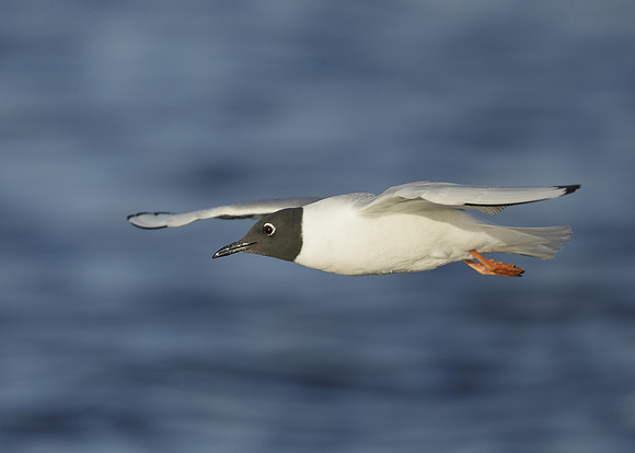 Bonaparte's Gull Chroicocephalus philadelphia